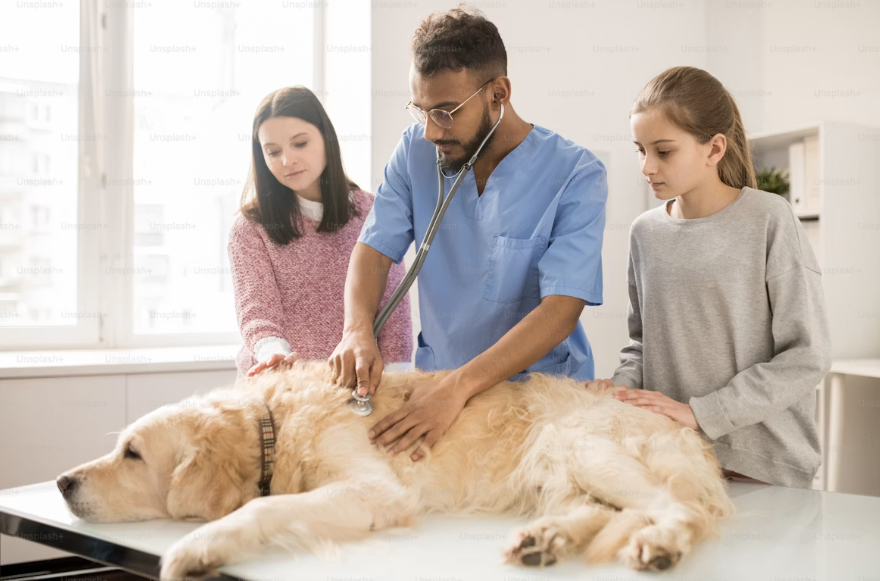 Veterinary clinic caring for a dog
